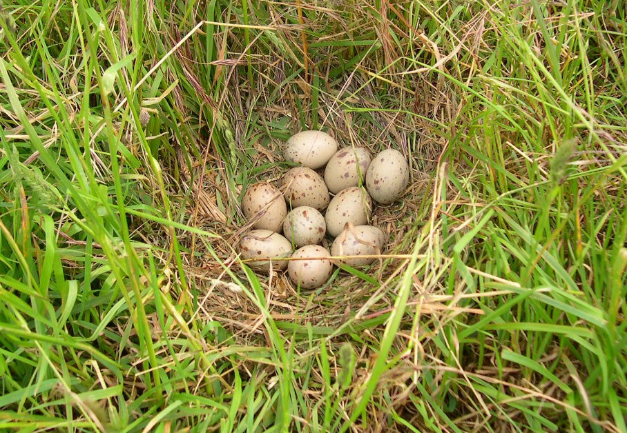 Nest Record Scheme - Birds New Zealand