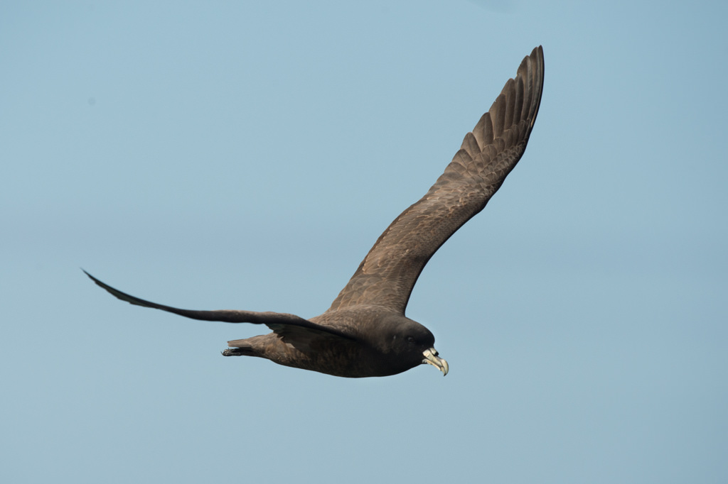 Seabird Sensory Systems and Attraction to Artificial Light