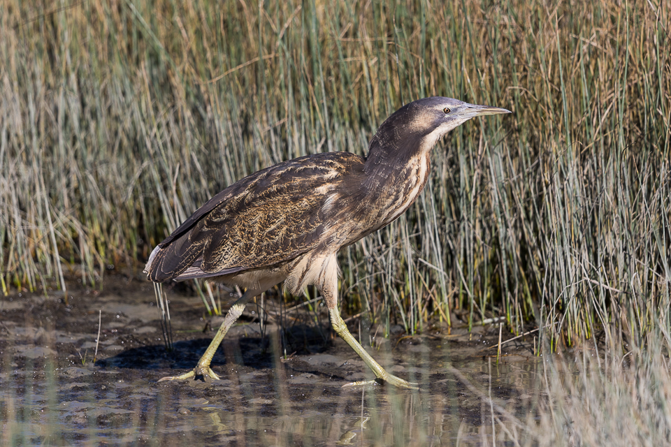 Australasian Bittern Survey (Birdlife Australia)