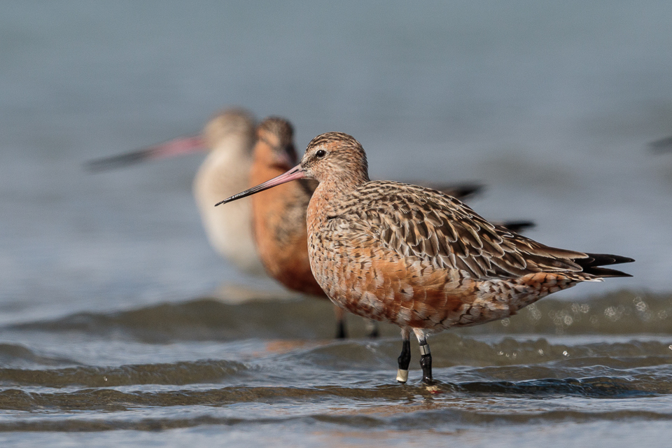 Webinar: Gob-Smacking Godwits