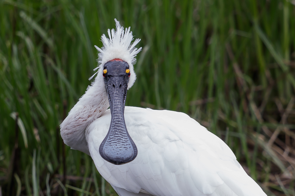 Royal Spoonbill – National Census