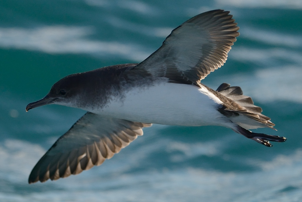 Why do seabirds die?