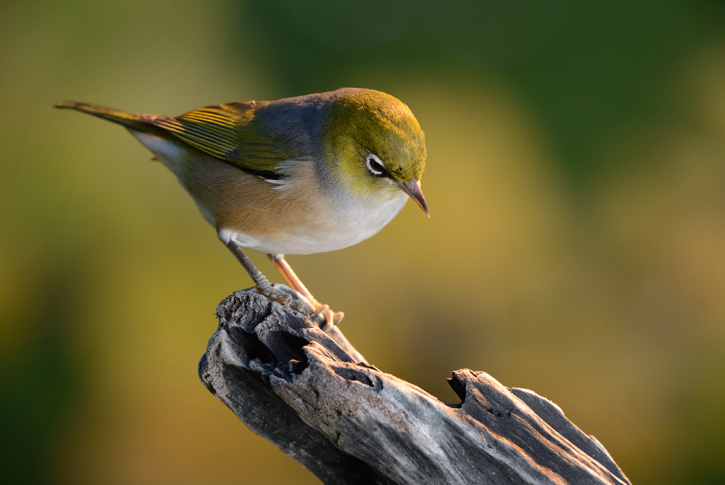 New study reveals why some NZ birds are disappearing faster than others