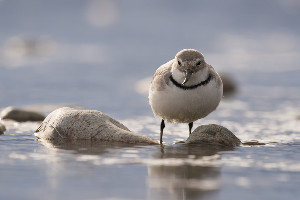 Effects of Sediment on Birds