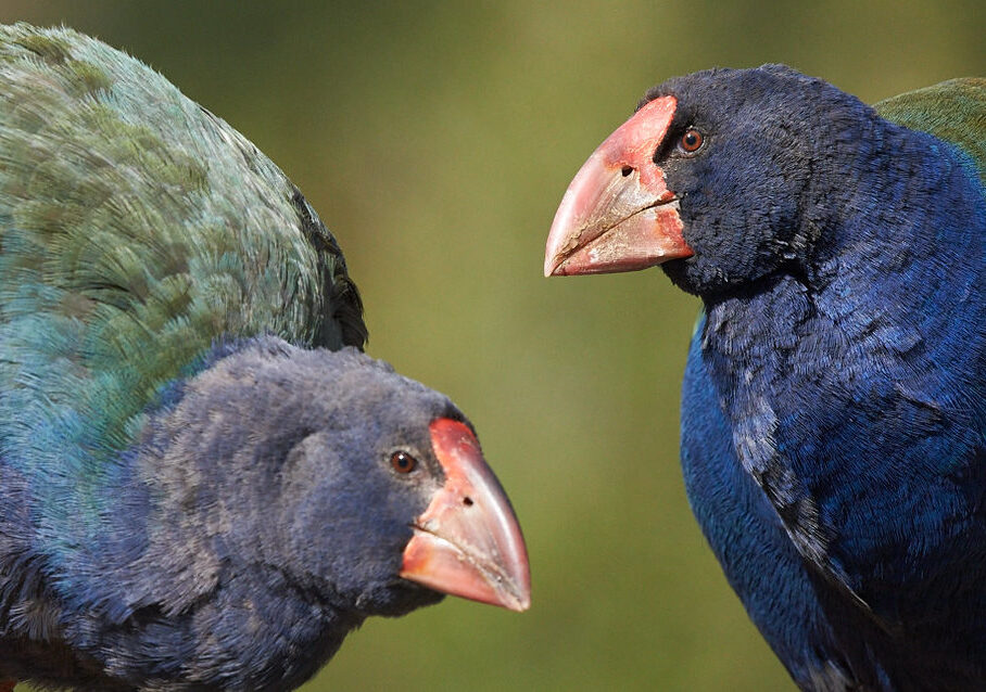 Code of Conduct for Bird Photography