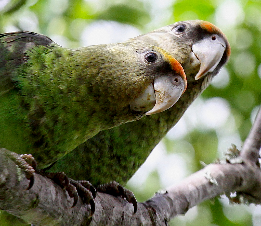 International Ornithological Congress 2022