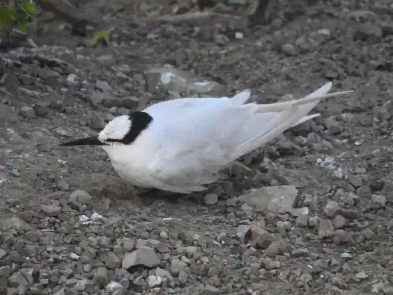 Black-naped tern added to New Zealand list