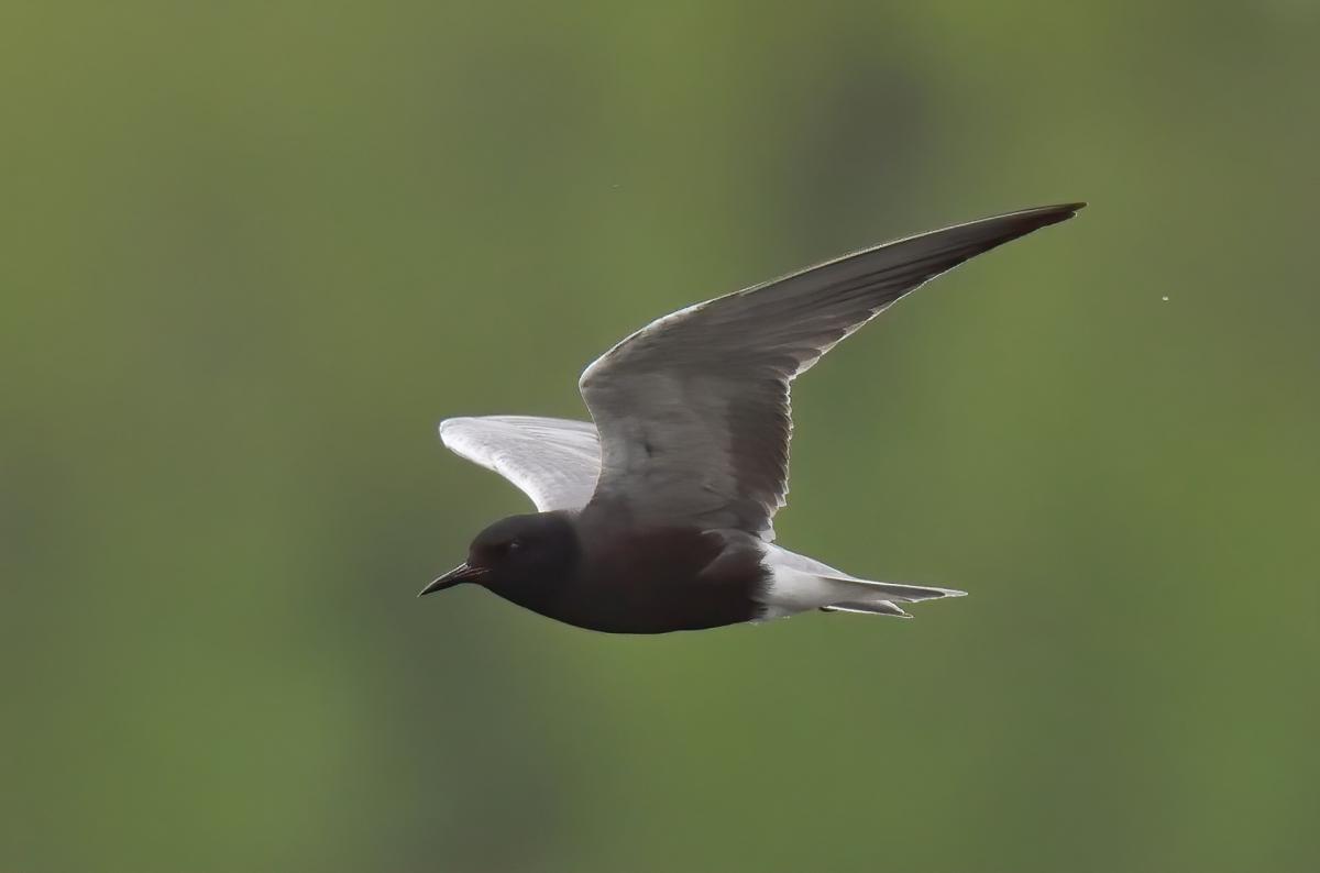 Black tern added to New Zealand list