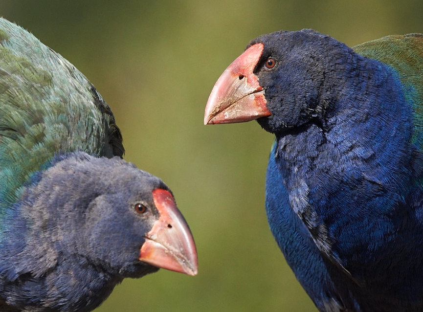 Historical Publications – The State of New Zealand’s Birds