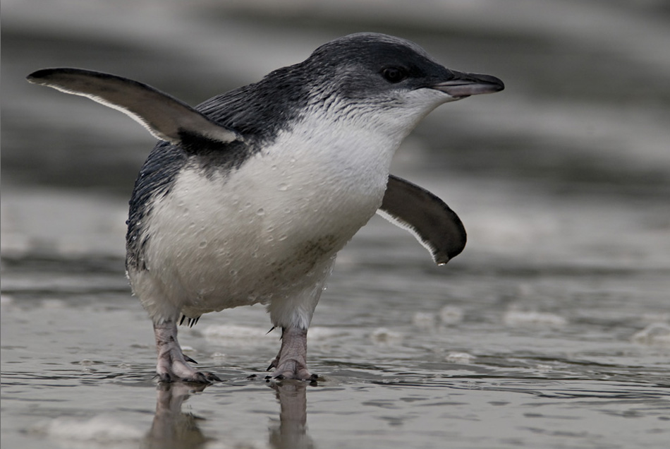 Dead little penguins washing ashore