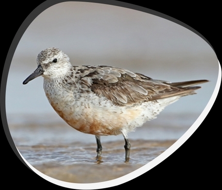Australasian Shorebird Conference 2022 – Registration open