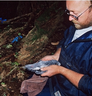 Celebrating a lifetime dedicated to seabirds