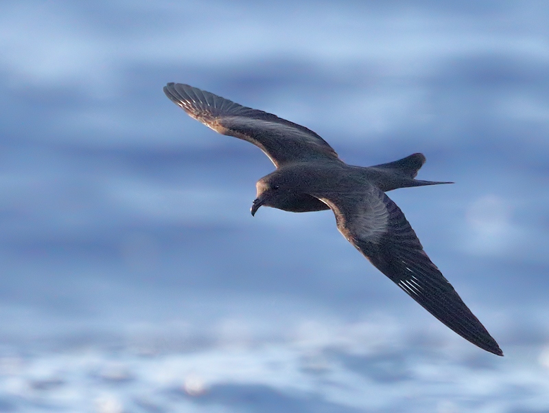 A lucky find – Matsudaira’s storm petrel