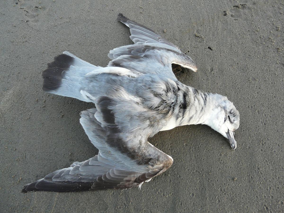 Avian Influenza (“Bird Flu”) and the Beach Patrol Scheme