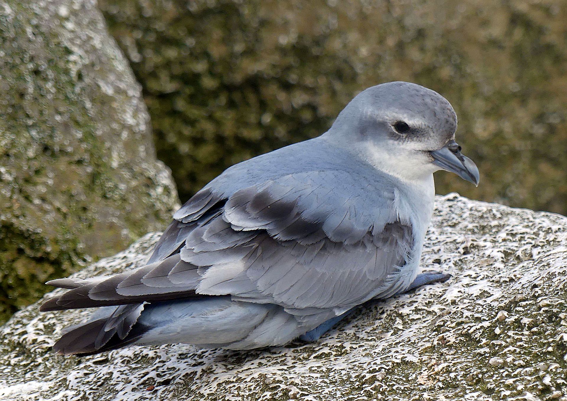 New Zealand gains two more endemic bird species