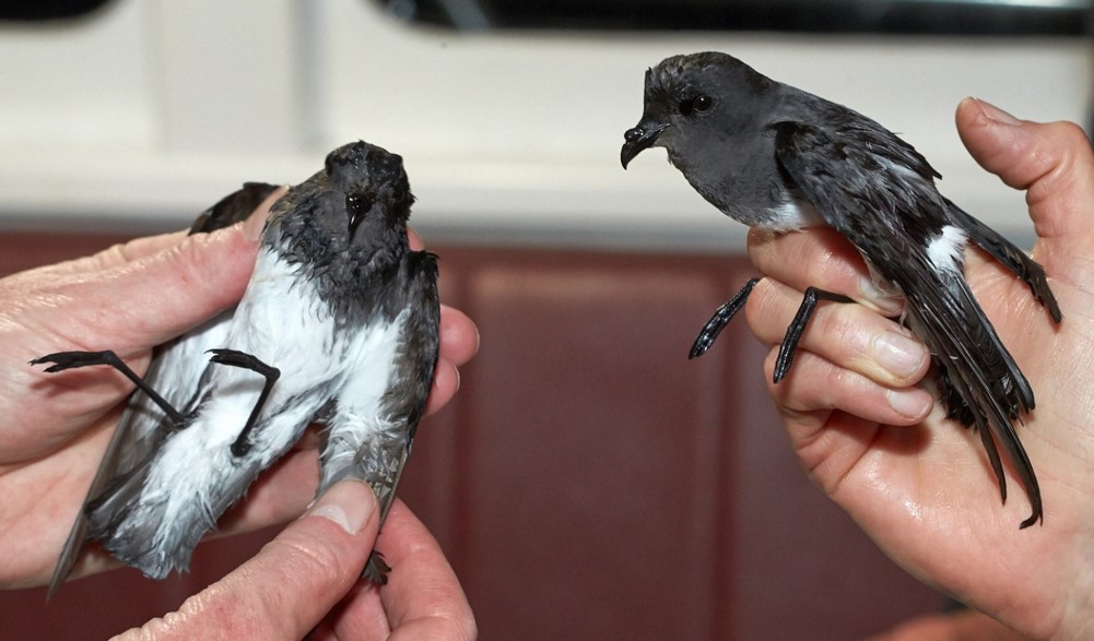 How RNZ’s Morning Report solved the mystery of a storm petrel