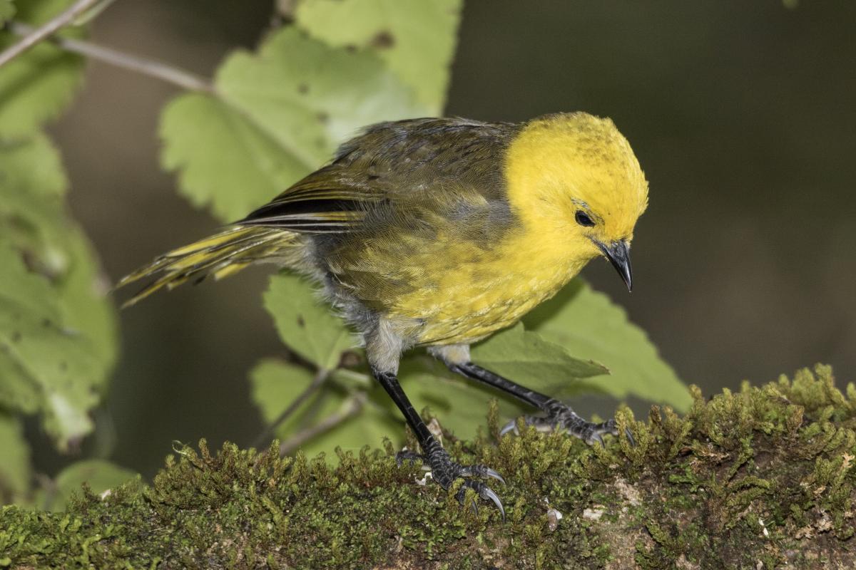 Birds of the Great Walks