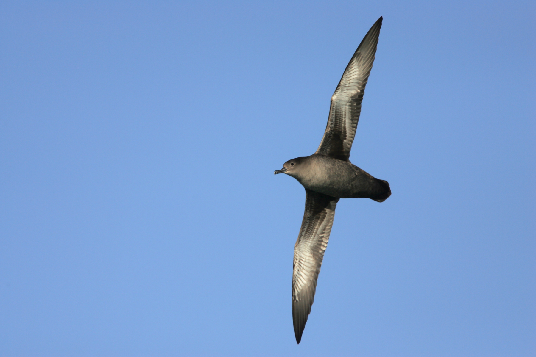 Birds of Te Araroa