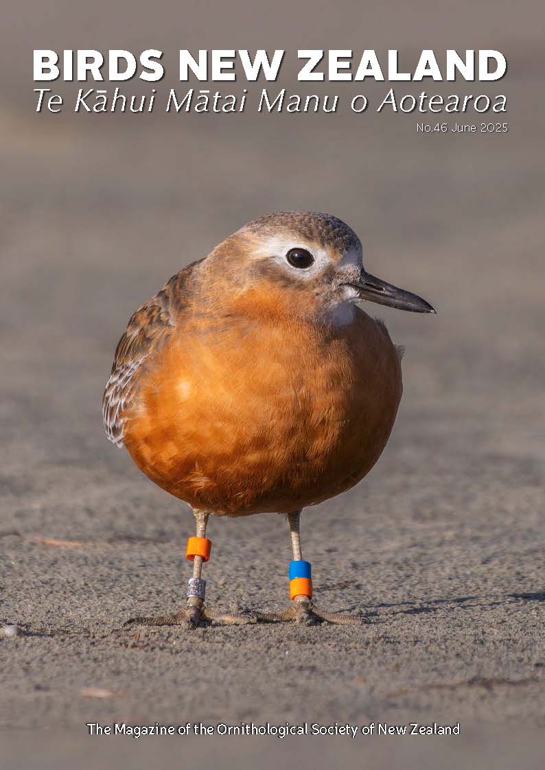 June Birds New Zealand magazine published